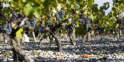 Chateau-Latour-Martillac-Weinberg